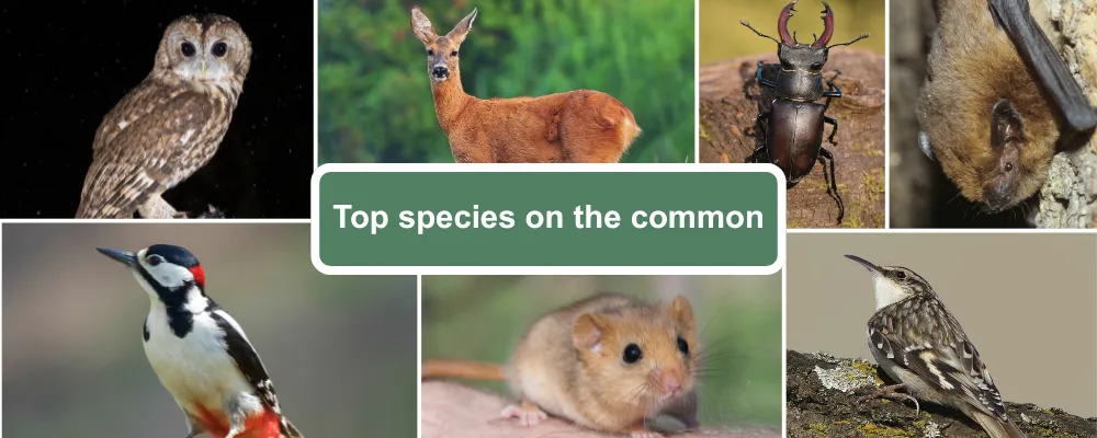 A species guide for West Green, including Tawny Owl, Roe deer, Stag Beetle, Pipistrelle bat, Great spotted woodpecker, dormouse and Treecreeper