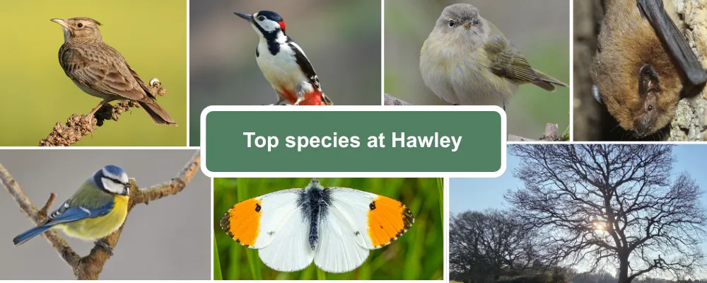 A species guide for Hawley showing Skylark, great spotted woodpekcer, chiffchaff, pipistrelle bat, blue tit, orange tipped butterfly and oak tree