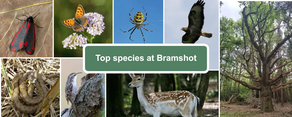A species guide for Bramshot showing cinnabar moth, copper butterfly, wasp spider, buzzard, veteran oak tree, grass snake, treecreeper and fallow deer