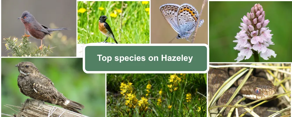 A guide showing animals spotted on Hazeley Heath, including Dartford Warbler, Stonechat, Silver Studded Blue Butterfly, Heath Spotted Orchid, Nightjar, Bog Ashpodel and Adder