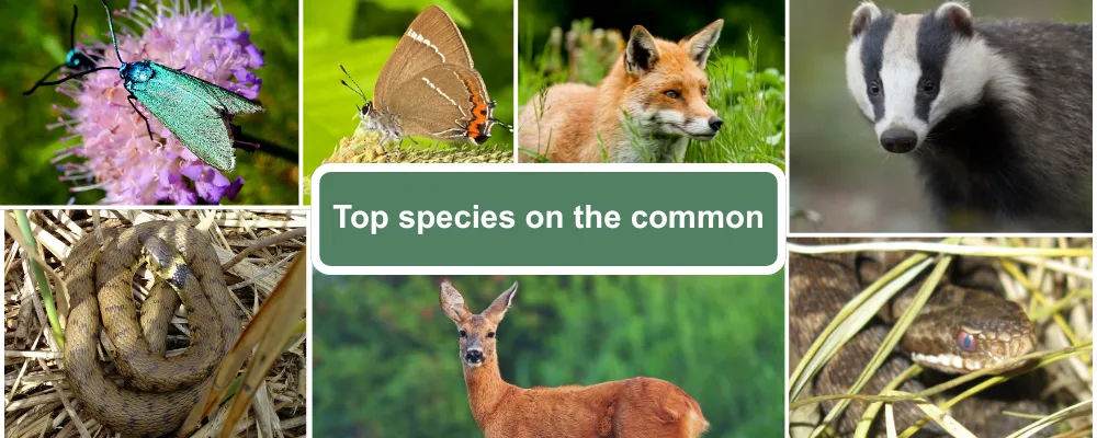A species guide showing Odiham common animals: Forester moth, Whiter letter hairsteeak butterfly, Fox, Badger, Grass Snake, Roe Deer and Adder