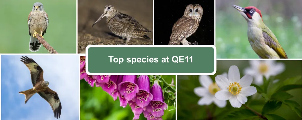 A species guide for QE11, including Kestrel, Woodcock, Tawny Owl, Green Woodpecker, Red Kite, Purple Foxglove, Common Honeysuckle