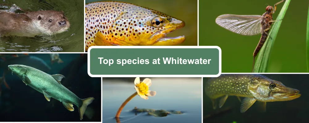 Species guide for Whitewater, showing Otter, Brown Trout, Mayfly, Barbel, water crowfoot and Pike